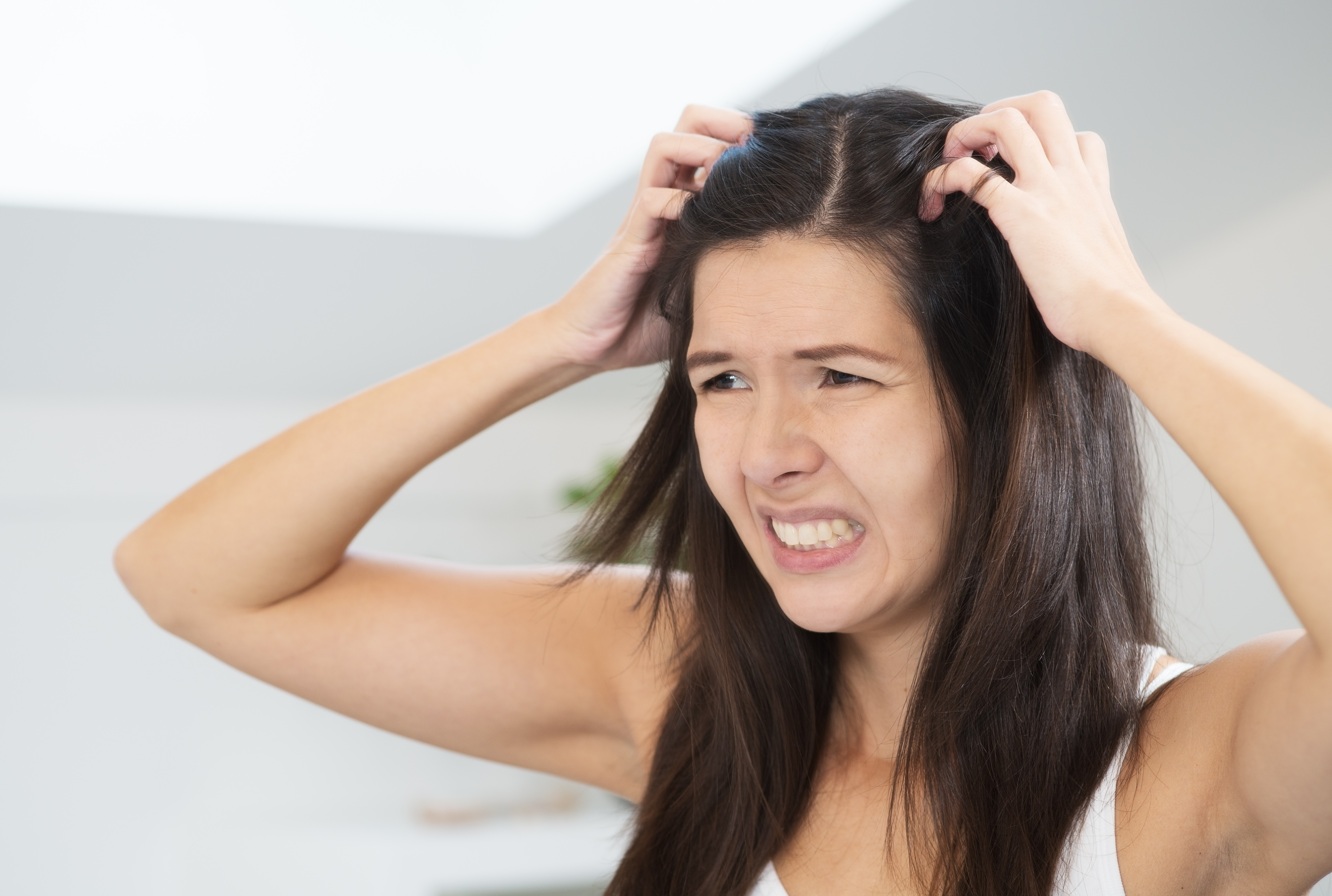 Indigo, plante tinctoriale, pigment naturel, coloration végétale, plante ayurvédique, astringente
