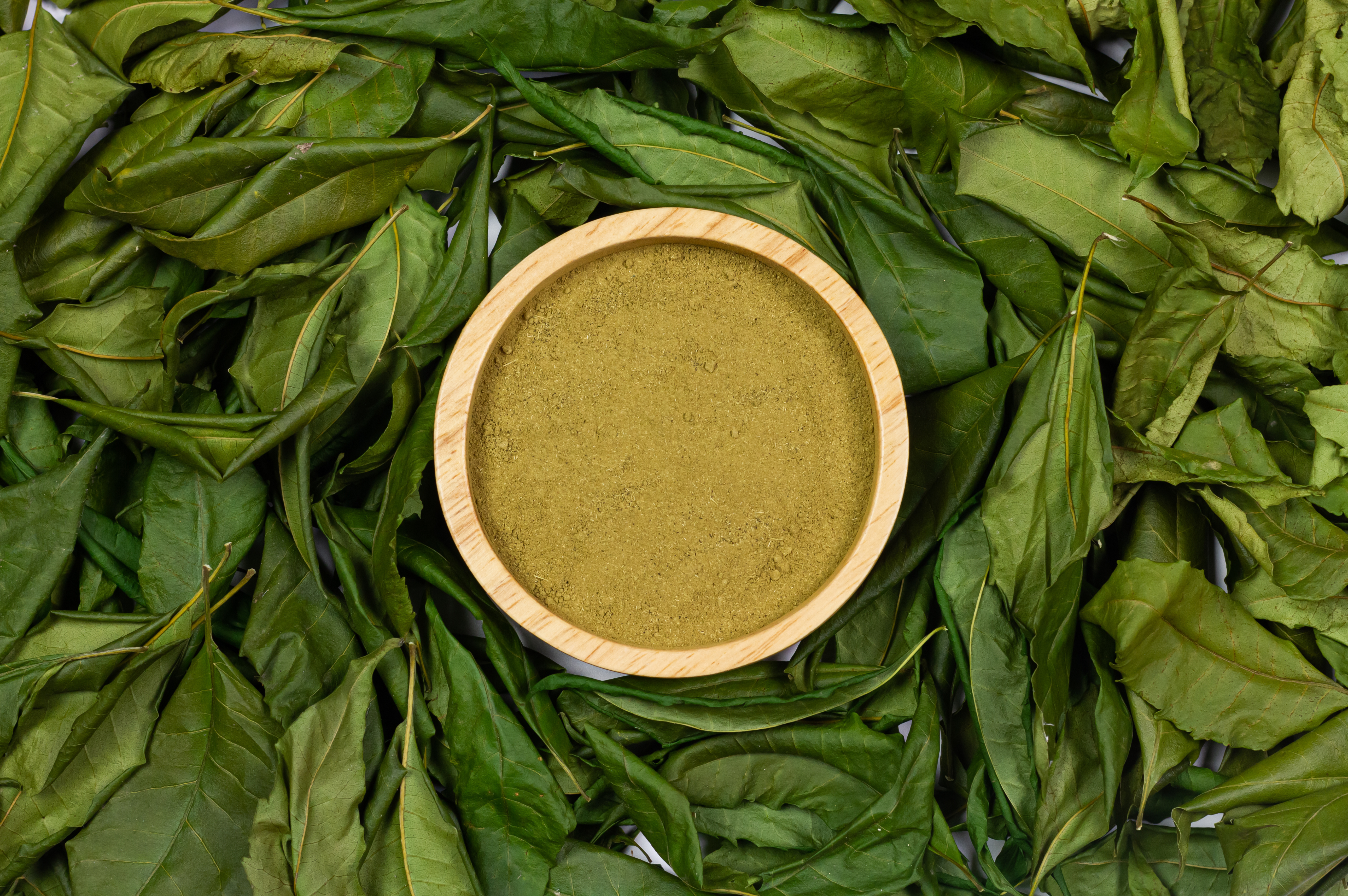 Indigo, plante tinctoriale, pigment naturel, coloration végétale, plante ayurvédique, astringente