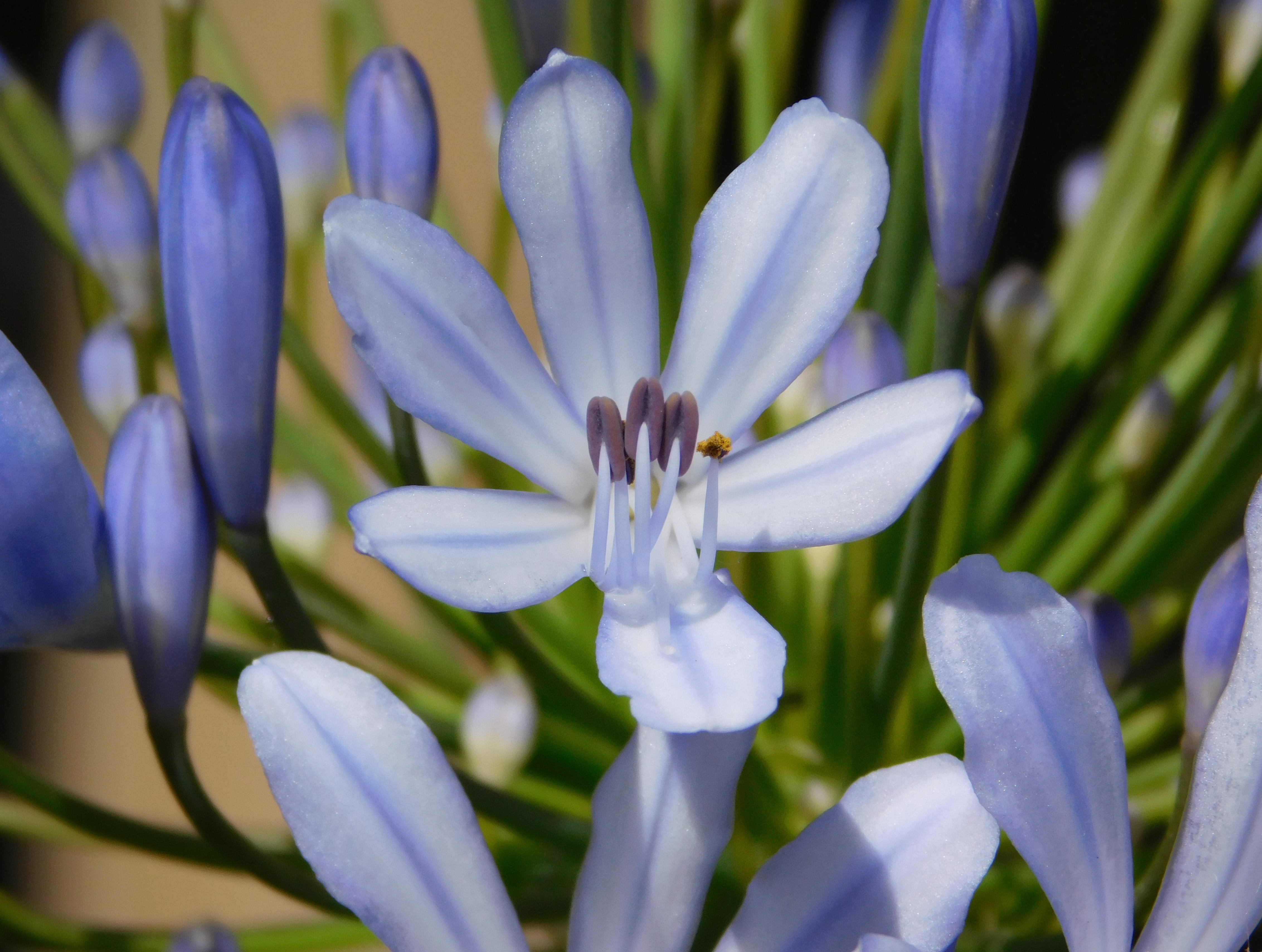 Indigo, plante tinctoriale, pigment naturel, coloration végétale, plante ayurvédique, astringente