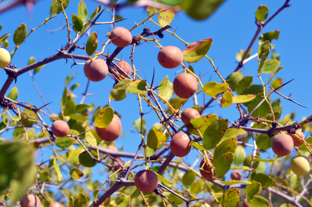 POUDRE SOIN CHEVEUX SIDR